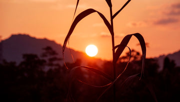 Sunset Ear
