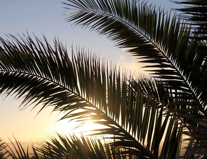 Sunset Palm