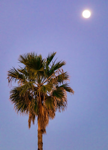 Sunset Palm Tree