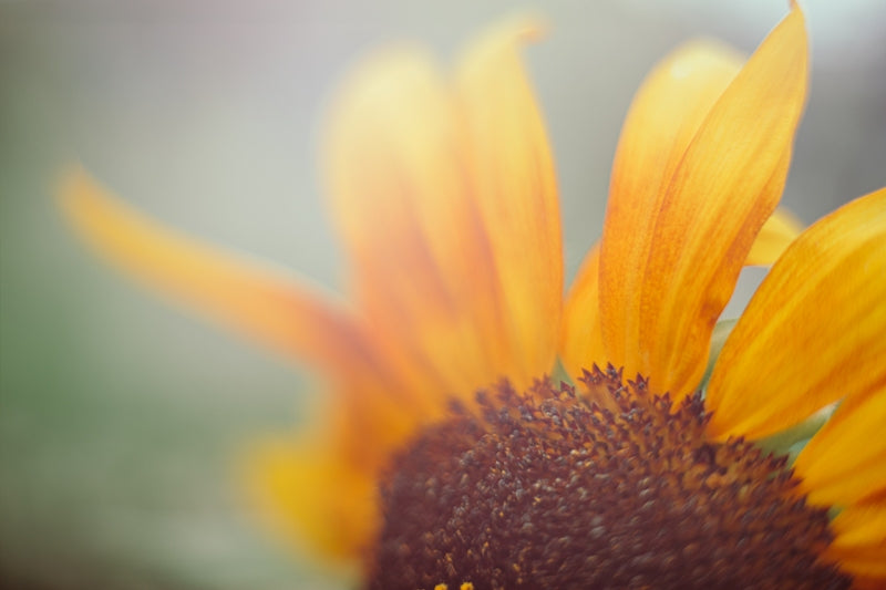 Sunshine
