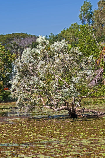 Swamp Tree