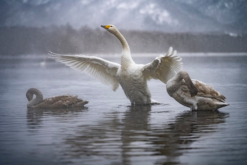 Swan