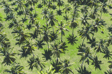 THALA BEACH | PALM TREES