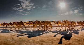 THE HERD