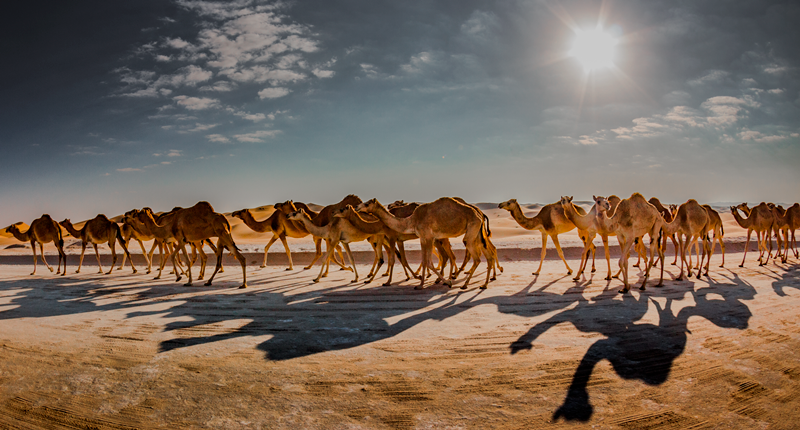 THE HERD