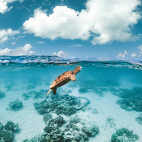 Turtle v Jellyfish