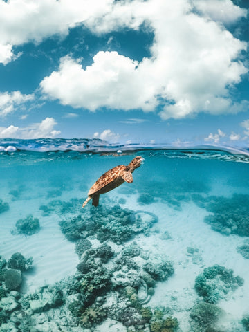 Turtle v Jellyfish