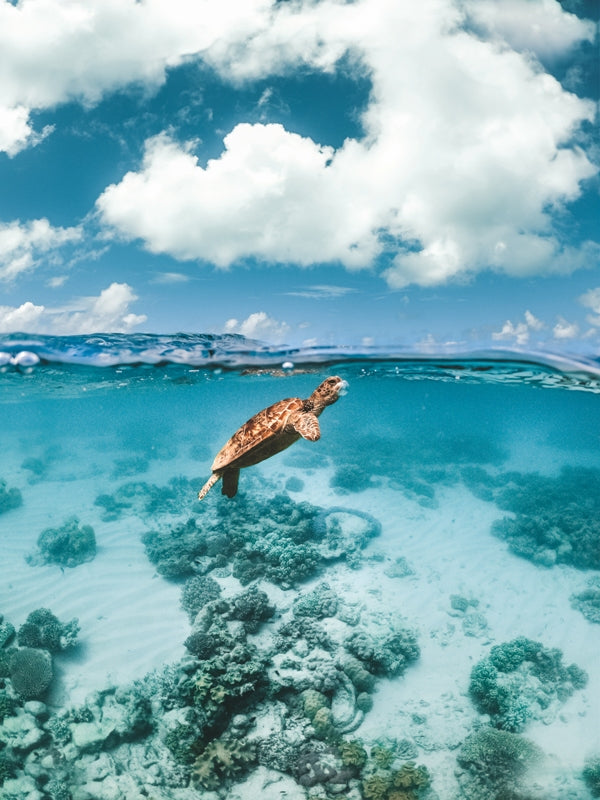Turtle v Jellyfish