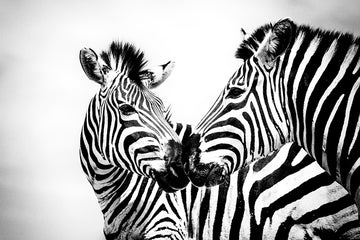 Two's Company