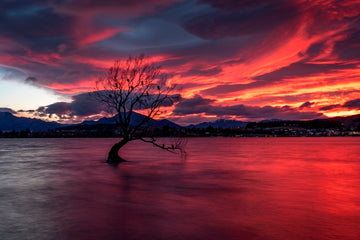 That Wanaka Tree