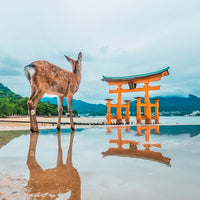 The Deer (Itsukushima Shrine)