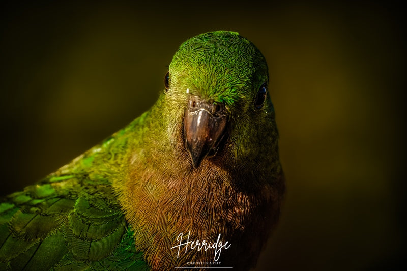 The king of parrots