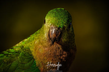 The king of parrots