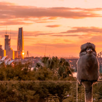 The Kookaburra and the City 01