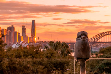 The Kookaburra and the City 01
