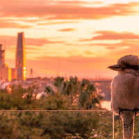 The Kookaburra and the City 02