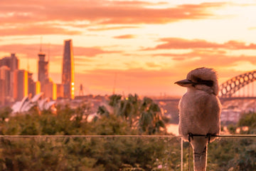 The Kookaburra and the City 02