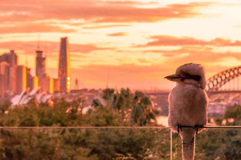 The Kookaburra and the City 02