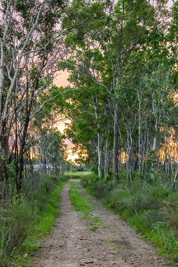 The Lane