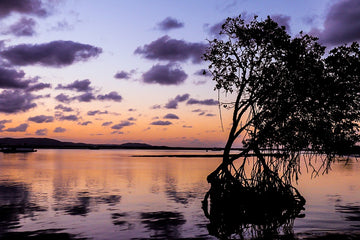 The Mangroves