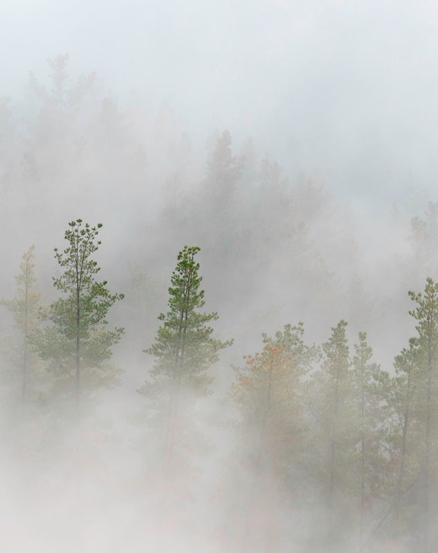 The Pines