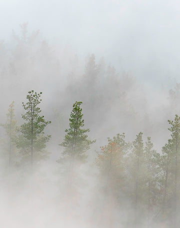 The Pines