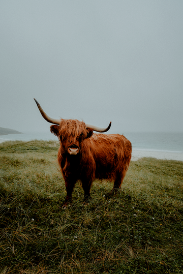 The Scottish Highland Coo