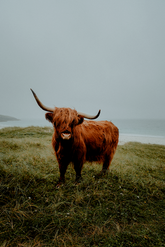 The Scottish Highland Coo