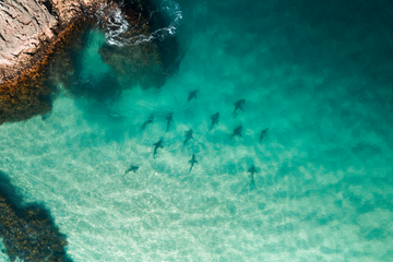 The Shiver of Sharks