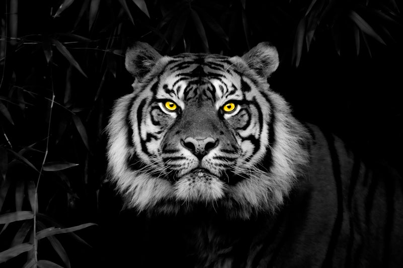 The Stare