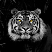 The Stare