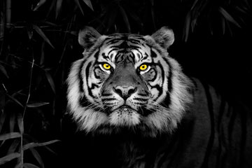The Stare