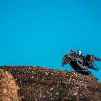 The Titanic (Bird Edition)