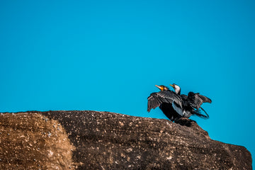 The Titanic (Bird Edition)