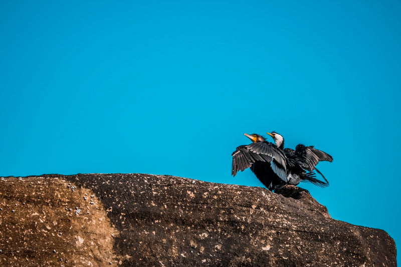 The Titanic (Bird Edition)