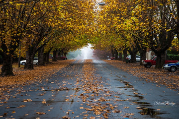 The Avenue of Orange