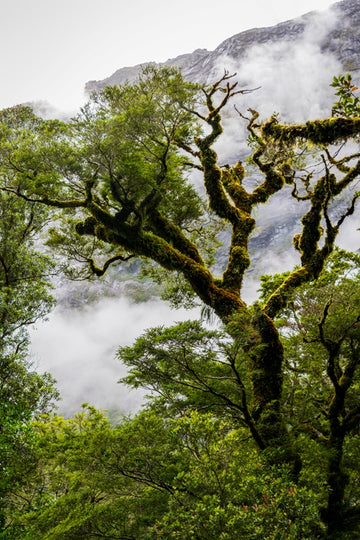 The Chasm Lone Tree