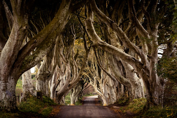 The Dark Hedges Northern Ireland
