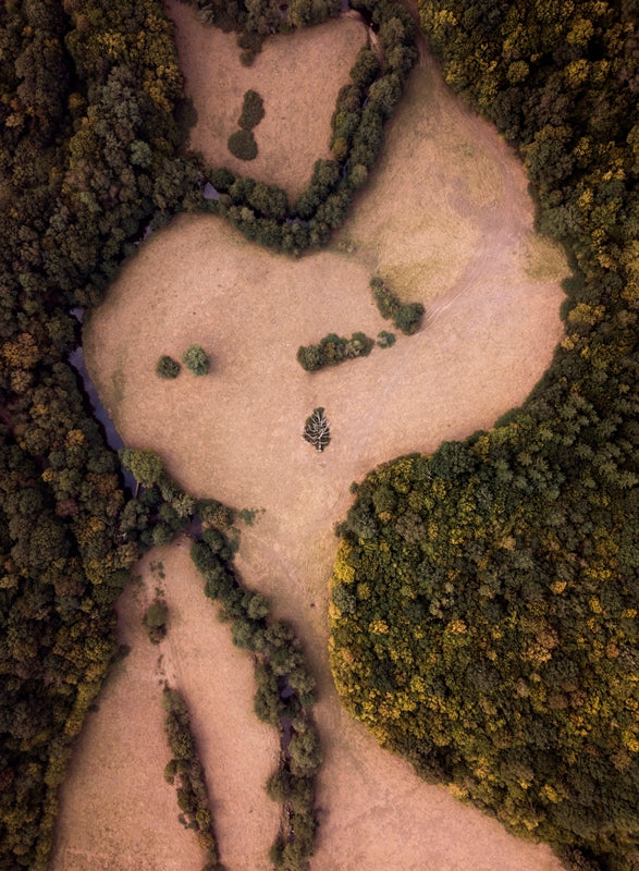 The Dead Tree