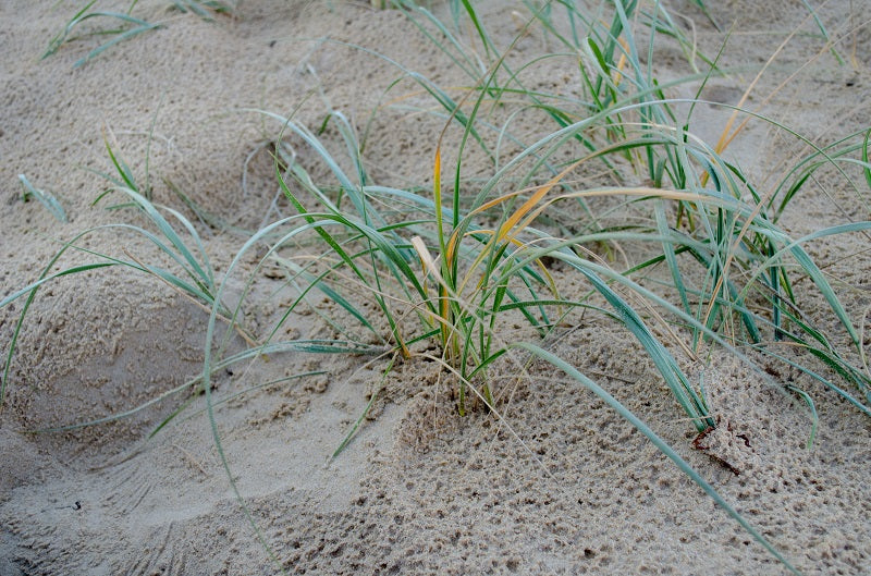 The Dunes