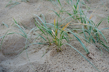 The Dunes