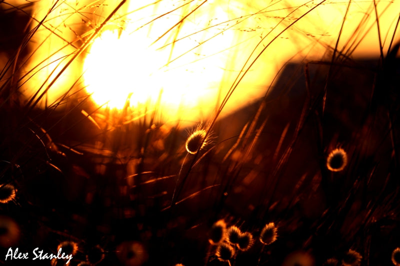 The Glowing Sun