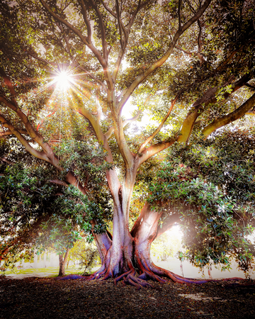 The Kings Tree