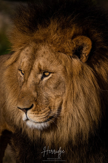 The staring king