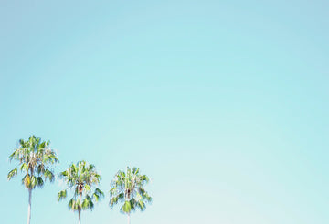 Three Palms