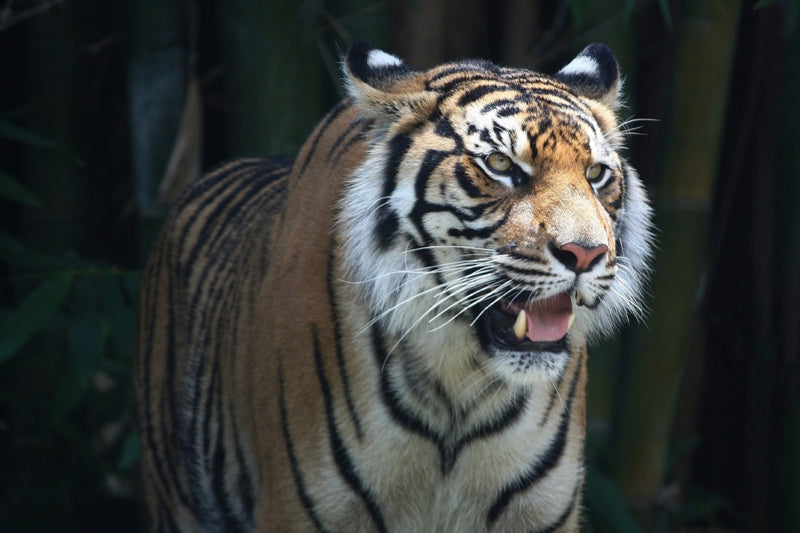 Tigress -Emerging from the Bamboo