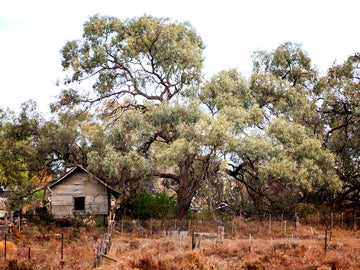 Tin shed