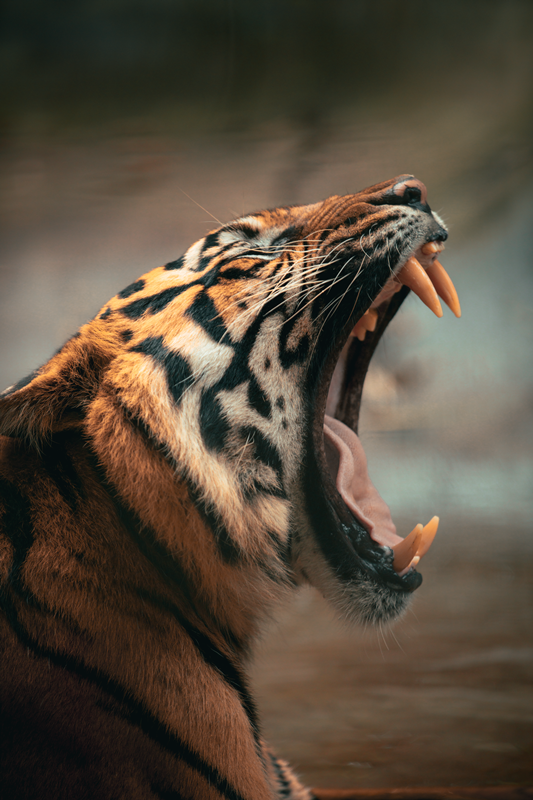 Tired Tiger