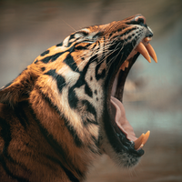 Tired Tiger