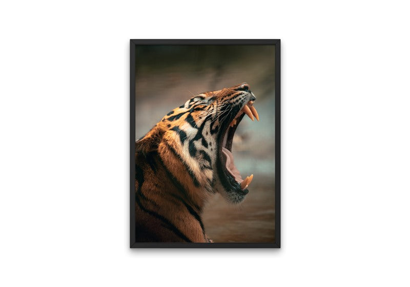 Tired Tiger